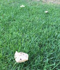 Chlorophyllum molybdites image