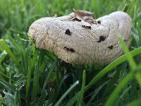 Chlorophyllum molybdites image