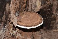 Ganoderma applanatum image