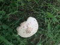 Chlorophyllum molybdites image