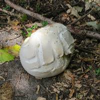 Calvatia gigantea image