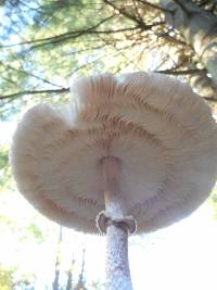 Macrolepiota procera var. procera image