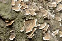 Trametes versicolor image