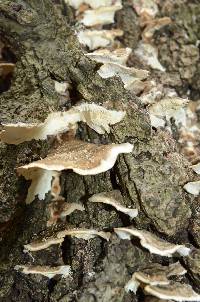 Trametes versicolor image