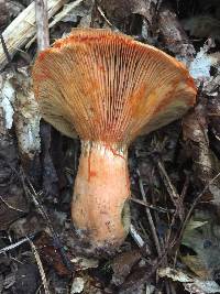 Lactarius deterrimus image