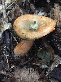 Lactarius deterrimus image