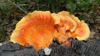 Laetiporus sulphureus image