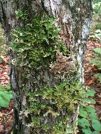 Lobaria pulmonaria image