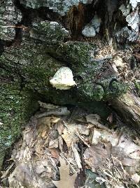 Fomitopsis betulina image