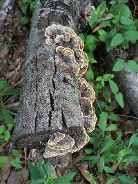 Trametes versicolor image