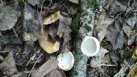 Fomitopsis betulina image