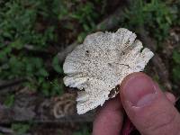 Trametes versicolor image