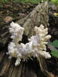 Hericium americanum image