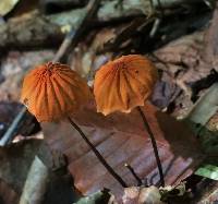 Marasmius siccus image