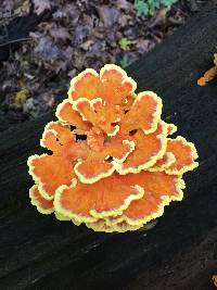 Laetiporus sulphureus image