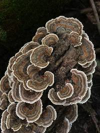 Trametes versicolor image