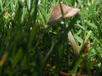 Panaeolina foenisecii image