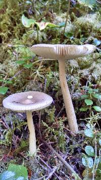 Amanita vaginata image