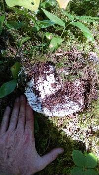 Russula brevipes image