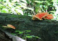 Laetiporus sulphureus image