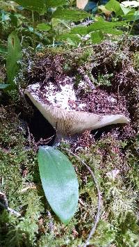 Russula brevipes image