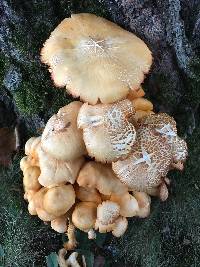 Omphalotus illudens image