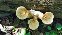 Polyporus squamosus image