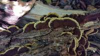 Phellinus gilvus image