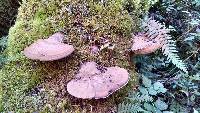 Ganoderma applanatum image