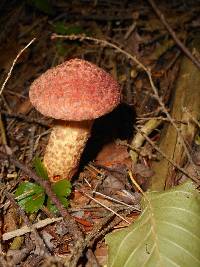 Suillus pictus image