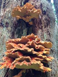 Laetiporus conifericola image