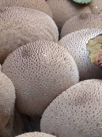 Lycoperdon perlatum image