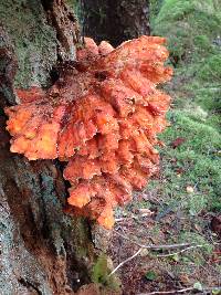 Laetiporus conifericola image