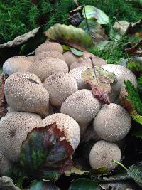 Lycoperdon perlatum image