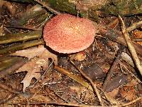 Suillus pictus image