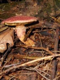 Suillus pictus image