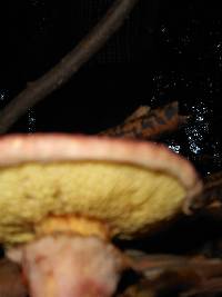 Suillus pictus image