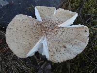 Amanita pantherina image