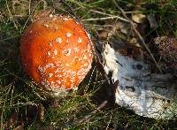 Amanita muscaria image