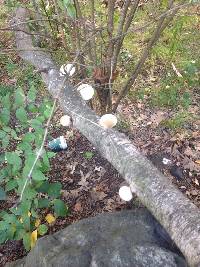 Fomitopsis betulina image