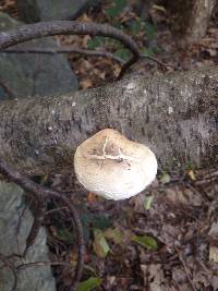 Fomitopsis betulina image