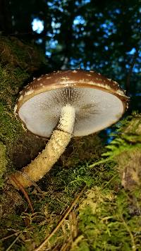 Hemistropharia albocrenulata image