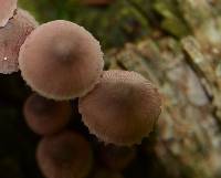 Mycena haematopus image