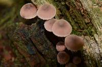 Mycena haematopus image