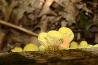 Laetiporus sulphureus image