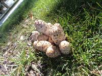 Coprinus comatus image