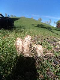 Coprinus comatus image