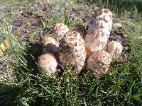 Coprinus comatus image