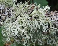 Evernia prunastri image