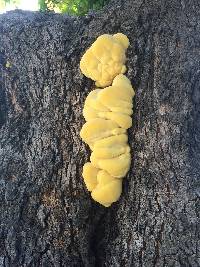 Laetiporus gilbertsonii image